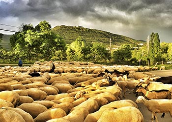 jaca4